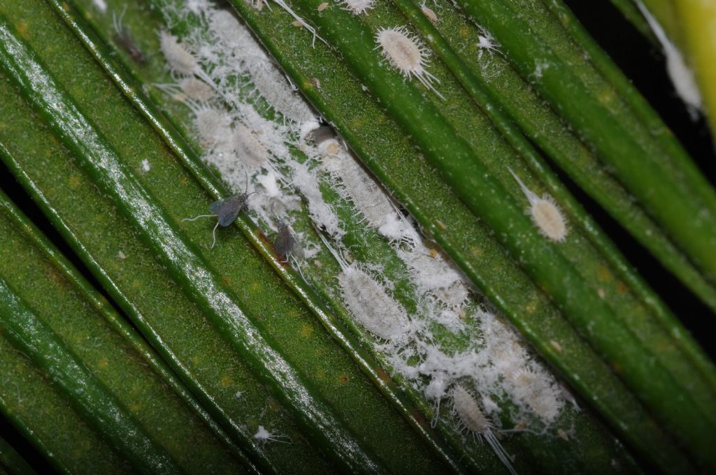 Cocciniglie su Cycas: Pseudococcidae